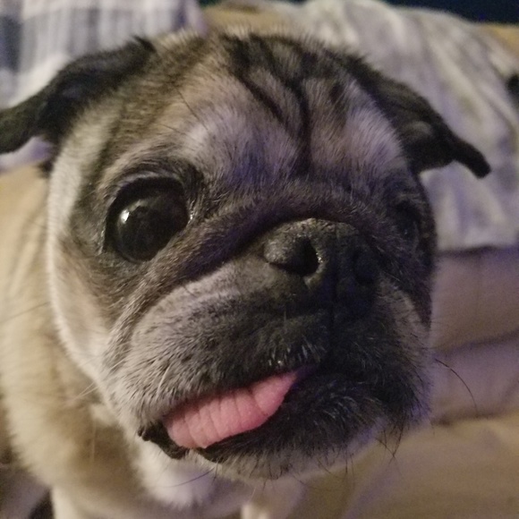 Meet your Posher, Vicke - Picture 1 of 1